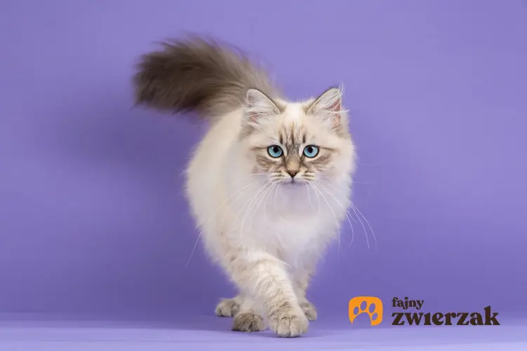 Kot syberyjski na fioletowym tle, a także najważniejsze wady kota syberyjskiego