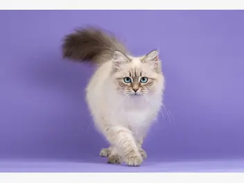 Ilustracja artykułu wady kota syberyjskiego – poznaj wszystkie przed zakupem kotka