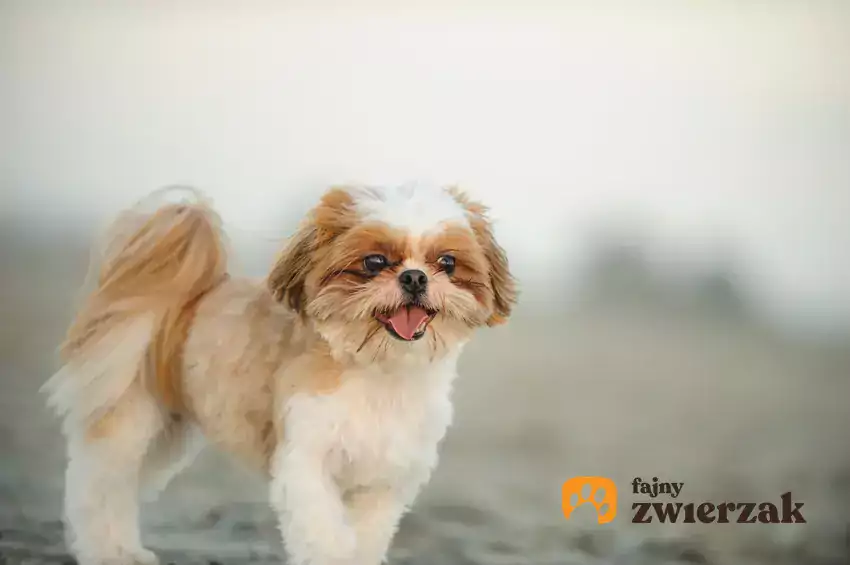 Shih tzu na spacerze