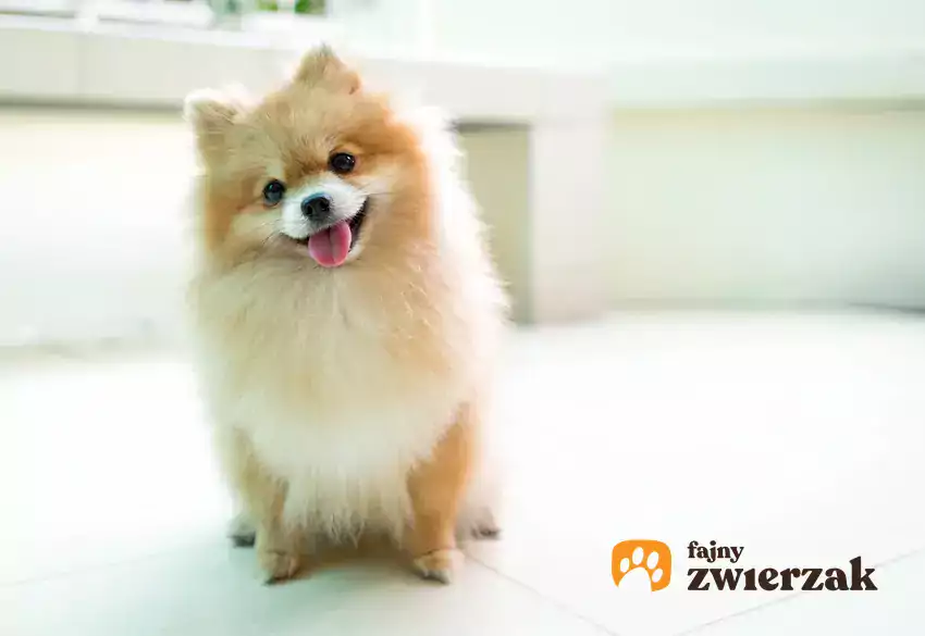 Mały pomeranian w mieszkaniu