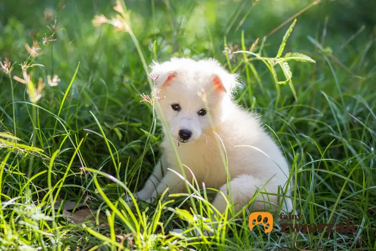 Szpic japoński siedzący w trawie, a także inne rasy psów małych