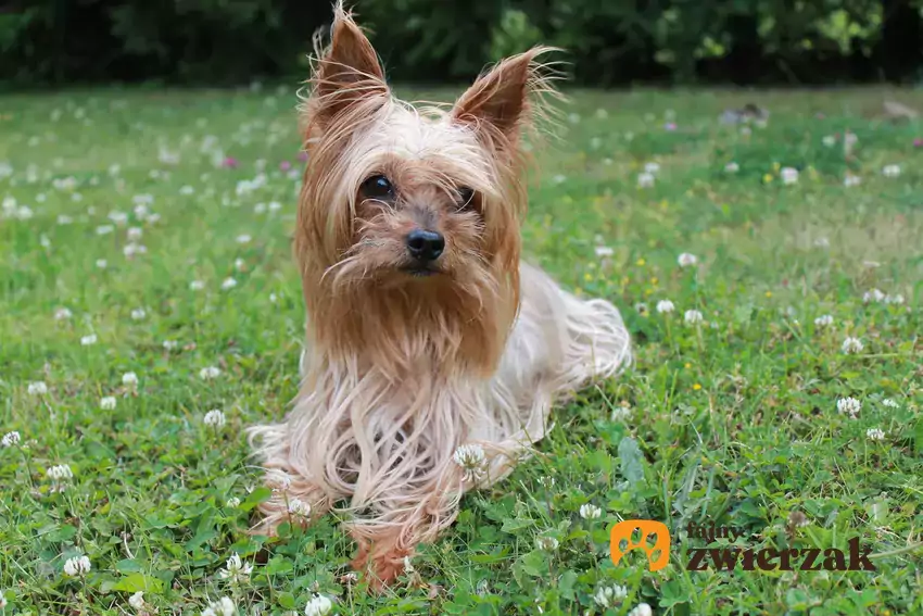 Yorkshire Terrier na podwórku