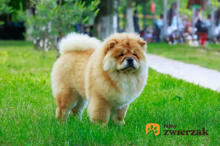 Pies chow chow podczas spaceru oraz inne polecane chińskie rasy psów