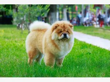 Ilustracja artykułu chińskie rasy psów - 5 najpopularniejszych gatunków