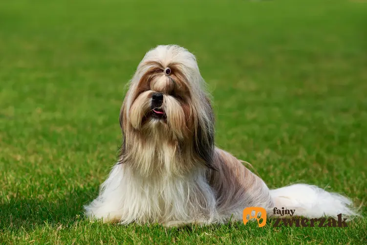 Pies rasy shih tzu na trawie, a także najpopularniejsze rasy psów chińskich