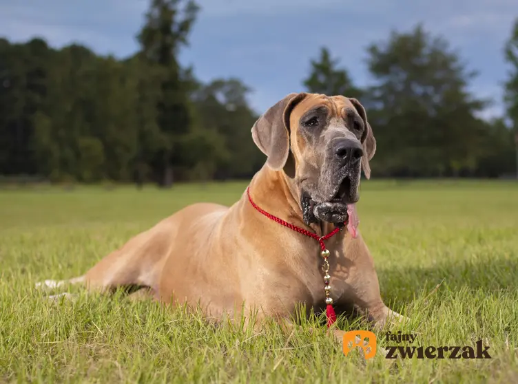 Pies rasy dog niemiecki siedzący na trawie, a także rasy psów domowych