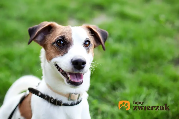 Pies rasy Jack Russel Terrier w czasie spaceru i inne rasy psów domowych
