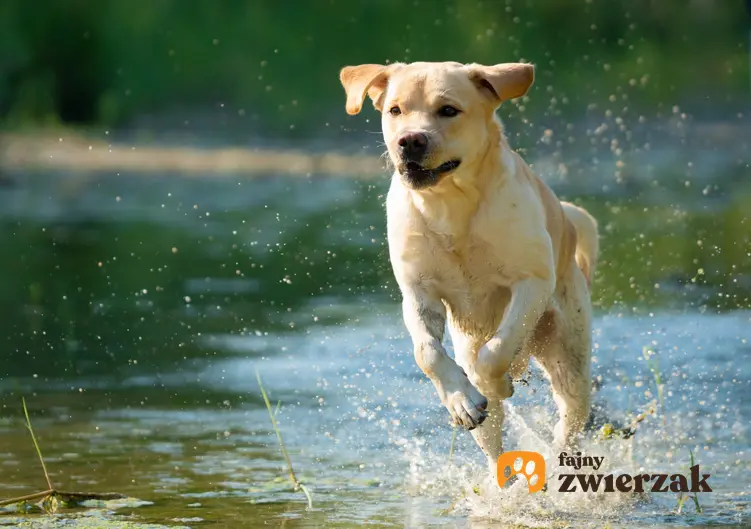 Labrador biegnący nad wodą, a także inne popularne i chętnie wybierane rasy psów