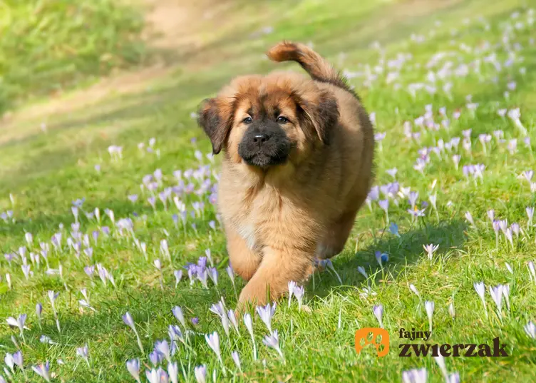 Pies rasy Mastif podczas spaceru po trawie oraz rasy psów domowych