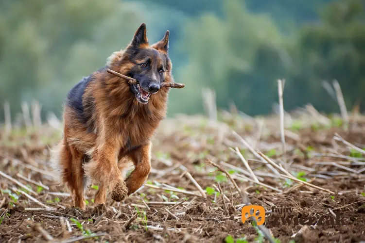 Owczarek niemiecki niosący w pysku patyk, a także popularne rasy psów