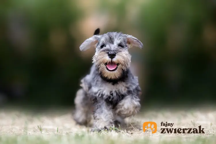 Pies rasy sznaucer miniaturowy podczas biegania w czasie spaceru i inne rasy psów domowych