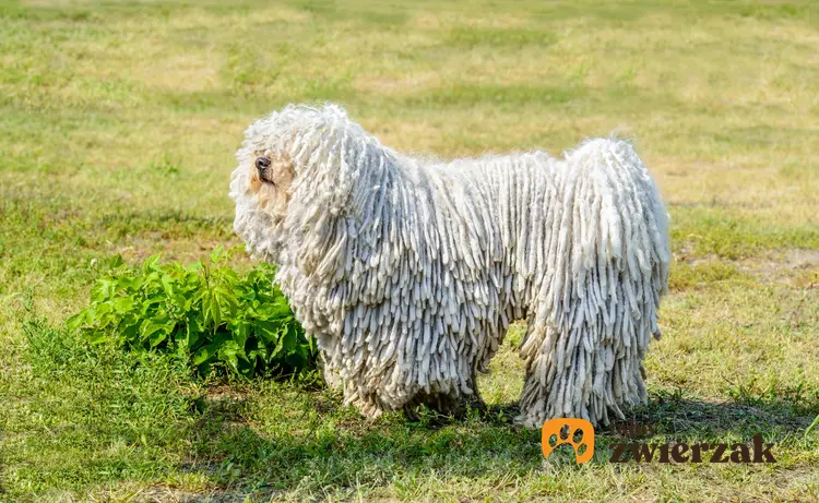 Owczarek węgierski na tle trawy i inne rasy dużych psów