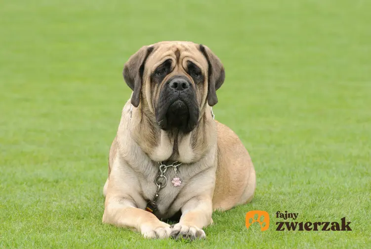 Pies rasy Mastif leżący na trawie, a także inne popularne rasy dużych psów