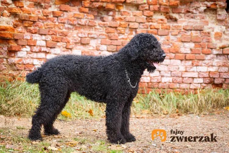 Czarny terrier rosyjski i inne popularne rasy dużych psów, które warto poznać