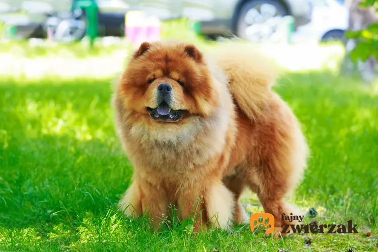 Pies rasy chow chow stojący na trawie i inne rasy psów średnich