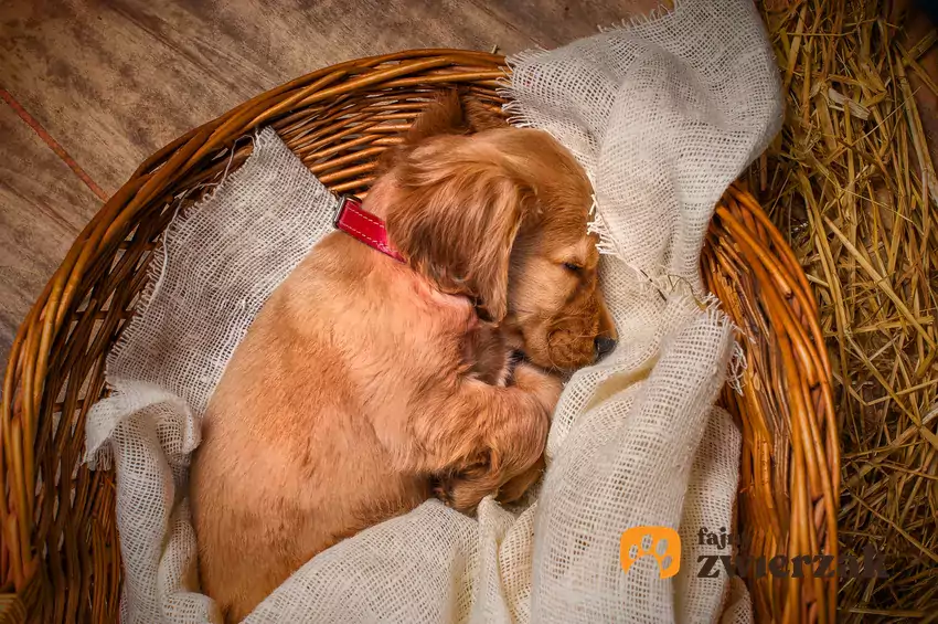 Cocker spaniel śpi w koszyku