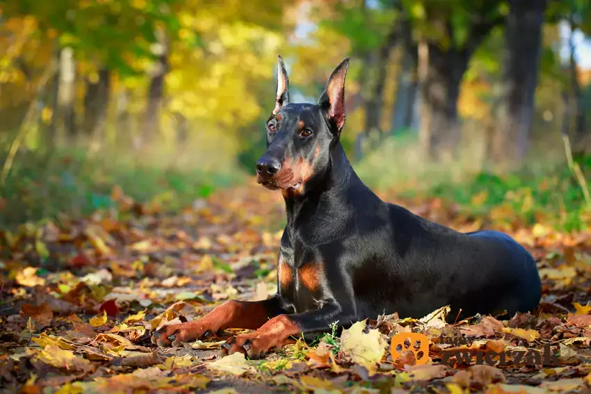 Doberman i inne średnie rasy