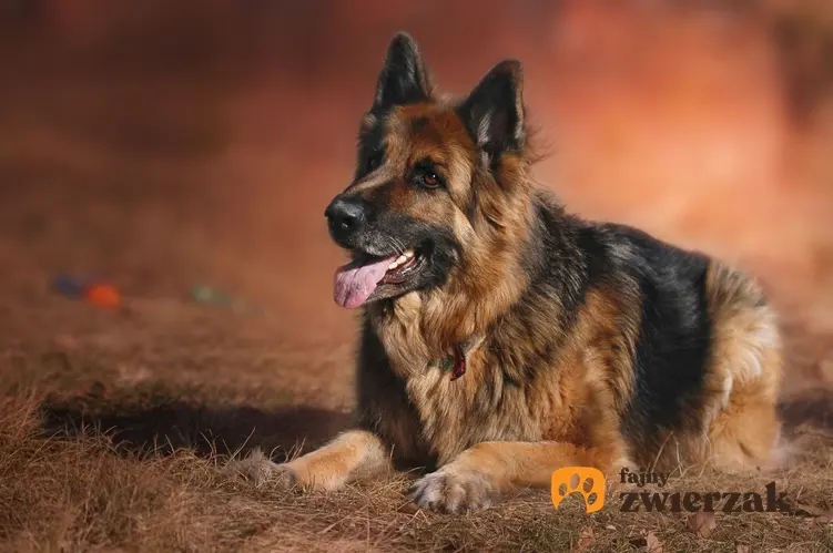Pies rasy owczarek niemiecki leżący na brązowym tle oraz rasy psów średnich które warto znać