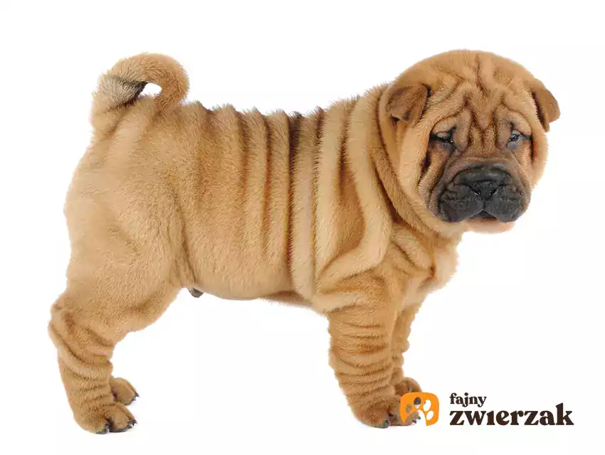 Shar pei na białym tle