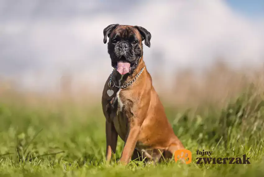 Boerboel siedzący na trawie