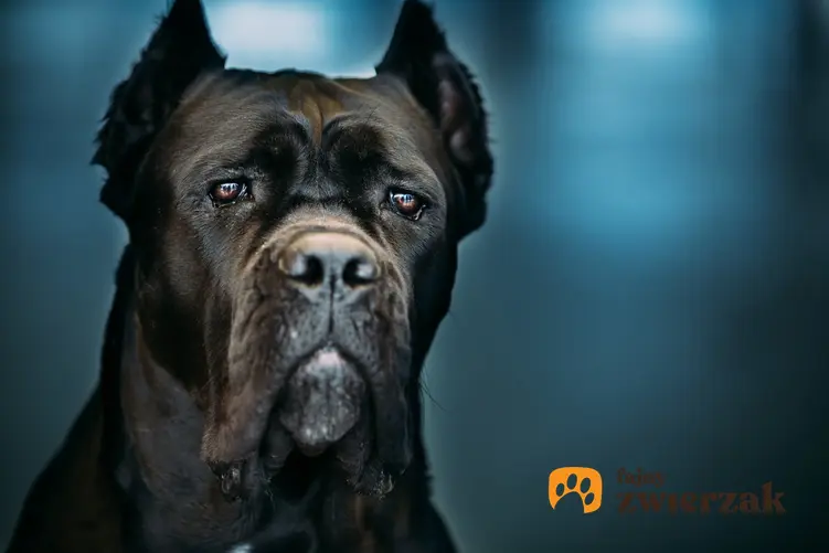 Pies rasy Cane corso na niebieskim tle i inne znane największe rasy psów na świecie