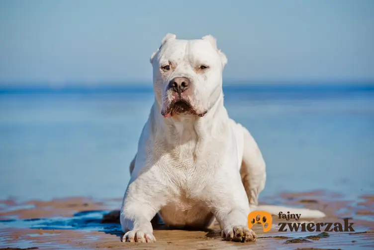 Pies rasy dog argentyński na tle wody i inne znane największe rasy psów na świecie