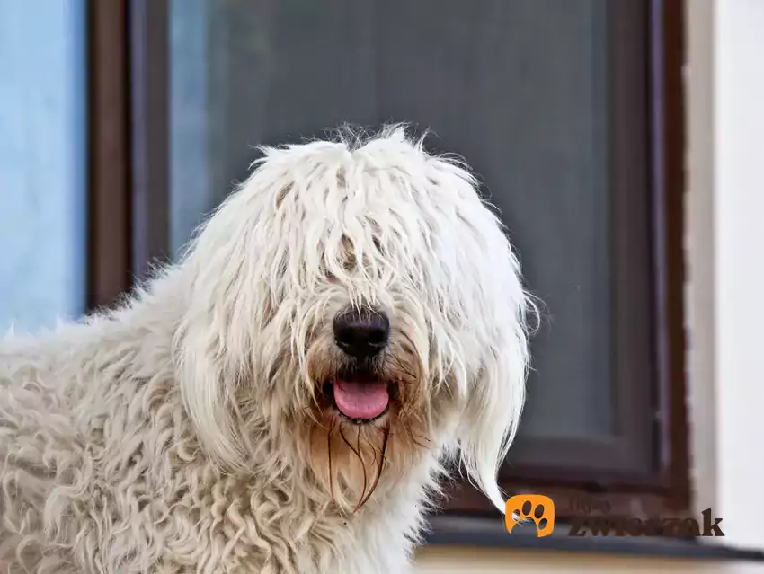 Komondor z długimi dredami