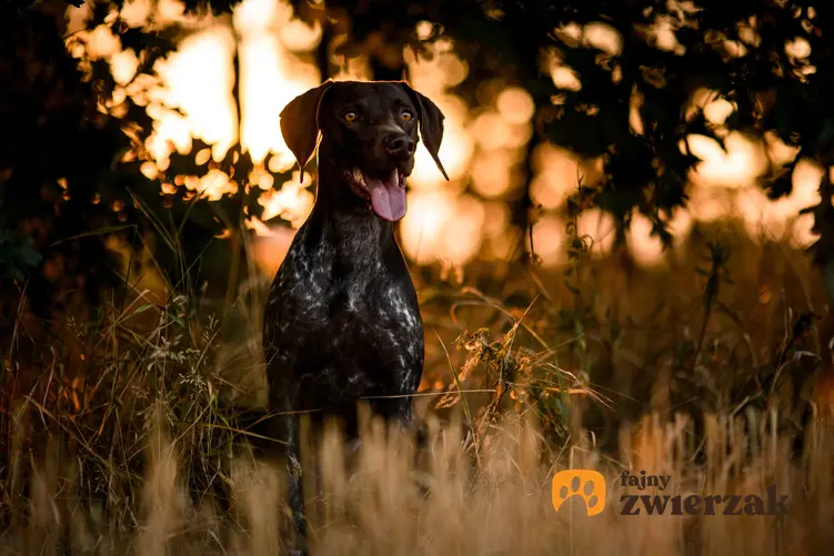 Pies rasy dog niemiecki podczas spaceru i inne znane największe rasy psów na świecie