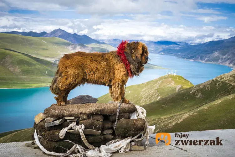 Pies rasy owczarek kaukaski i inne znane największe rasy psów na świecie