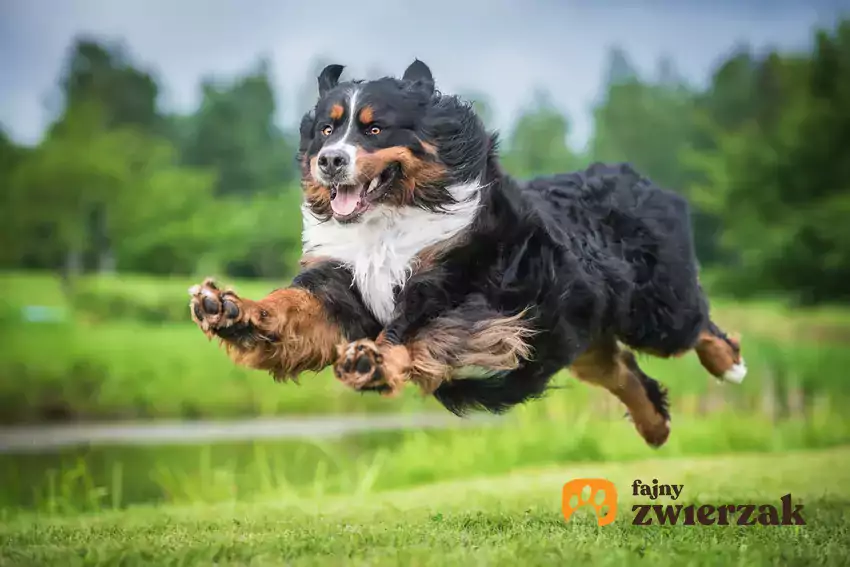 Berneńczyk w ruchu na spacerze