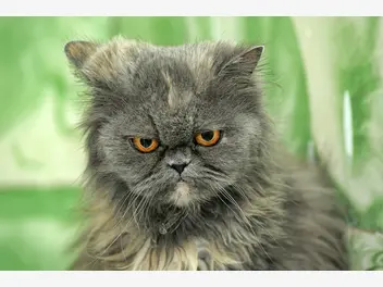 Ilustracja artykułu niebieski kot perski - cechy, opinie, żywienie, opieka
