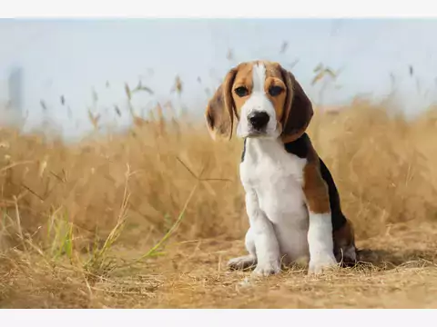 Charakter i usposobienie Beagle