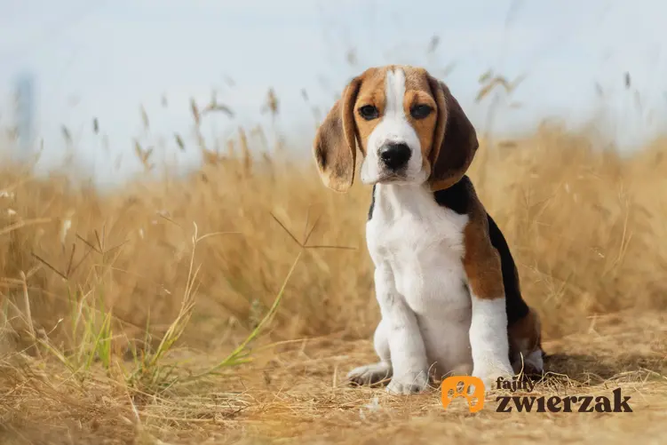 Pies rasy beagle podczas spaceru, a także usposobienie beagle