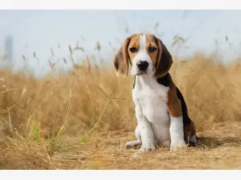 Ilustracja artykułu usposobienie beagle - przedstawiamy prawdziwy charakter beagle