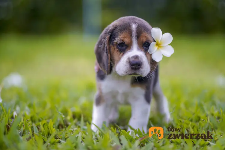 Szczeniak beagle z kwiatkiem za uchem oraz hodowla i cena szczeniaka z rodowodem