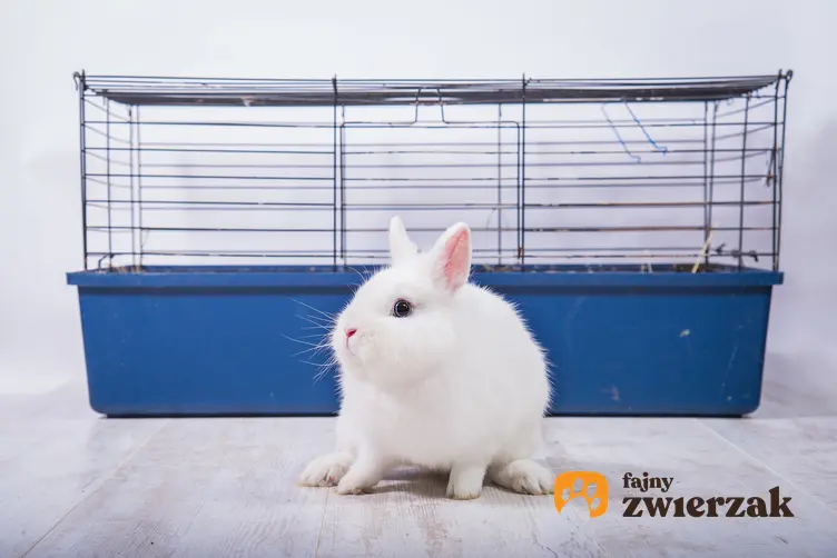 Mały biały królik przed niebieską klatką, a także informacje, jak długo żyją króliki