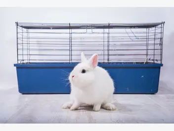 Ilustracja artykułu jak długo żyją króliki? sprawdzamy długość życia różnych ras