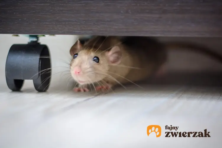 Mysz pod meblami w domu, a także jak złapać mysz skutecznie i szybko