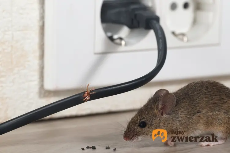 Mysz przegryzająca kabel oraz porady, jak złapać mysz bez zabijania