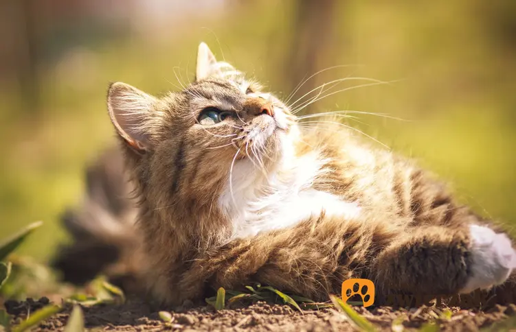 Kot syberyjski wygrzewający się na słońcu oraz hodowla kotów syberyjskich