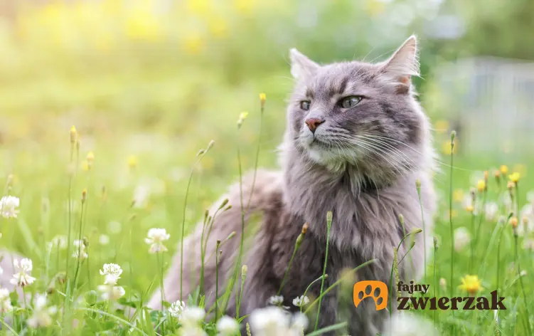 Kot syberyjski siedzący w trawie, a także polecana hodowla kotów syberyjskich