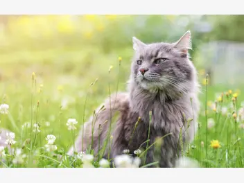 Ilustracja artykułu najlepsze hodowle kotów syberyjskich – gdzie warto kupić kocięta?