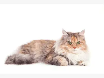 Ilustracja artykułu kot syberyjski rudy, biały i czarny – opis, wychowanie, opinie