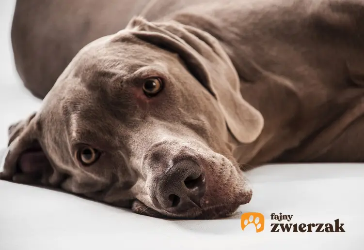 Pies rasy wyżeł niemiecki leżący na podłodze, a także niemieckie rasy psów