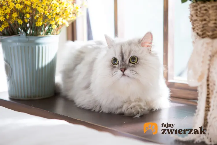 Kot perski siedzący na parapecie, a także charakter kota perskiego o opis