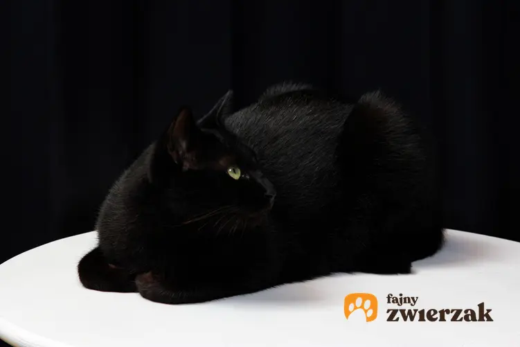Czarny kot brytyjski, czyli czarny brytyjczyk i cena czarnego kota brytyjskiego
