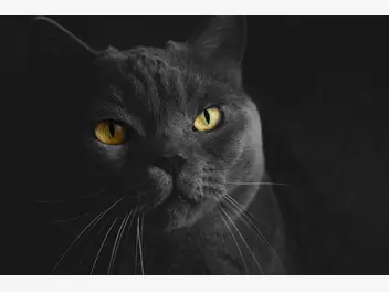 Ilustracja artykułu czarny kot brytyjski - opis, usposobienie, żywienie, choroby
