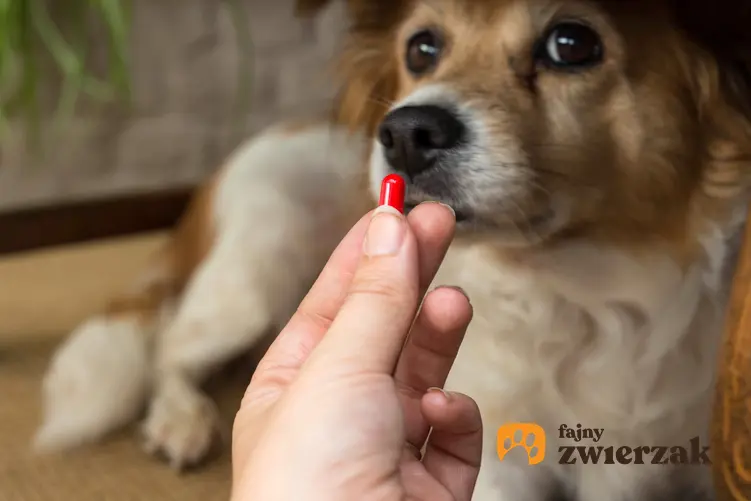 Pies wąchający tabletkę, a także porady, jak odrobaczyć psa