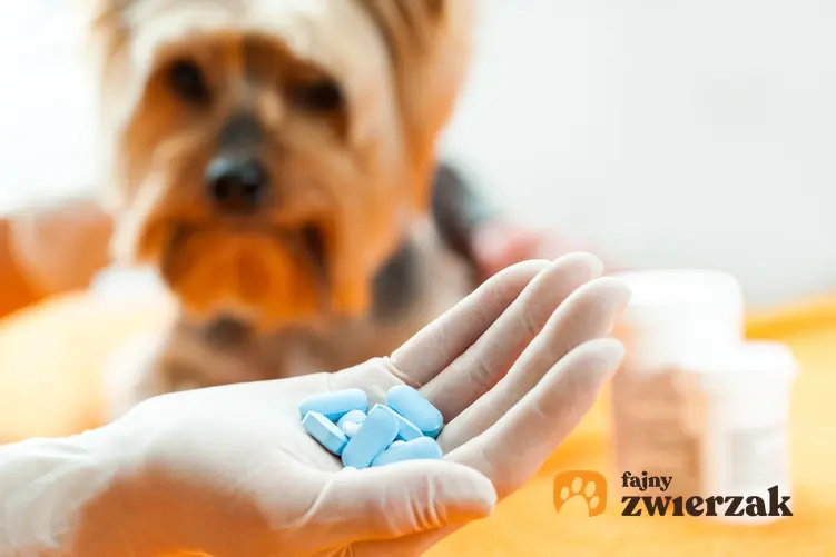 Pies oraz garść niebieskich tabletek, a także odrobaczenie psa i przydatne informacje