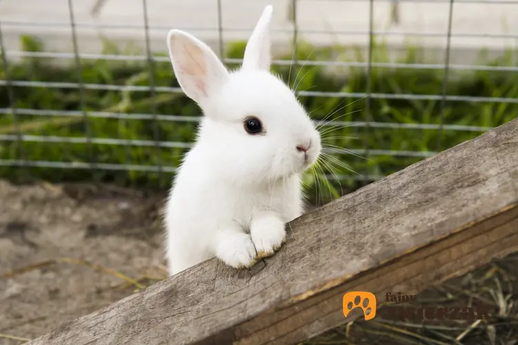 Mały biały królik w klatce, czyli jak zrobić klatkę dla królika i królików hodowlanych